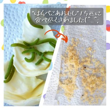 はらぺこあおむし・・・15匹・・・