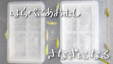 はらぺこあおむし、さなぎになる