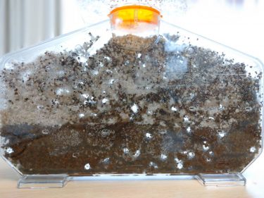 小学校の自由研究におすすめなアリの巣観察キット！大人もはまる”アリのすハウス”をご紹介♪